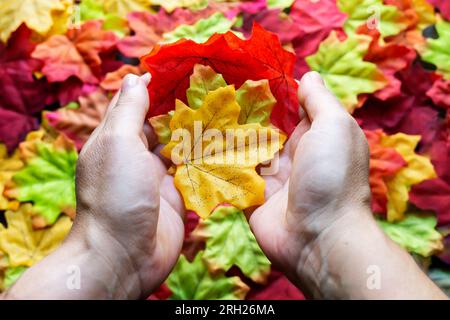 Human hands holding colorful autumn leaves over fallen leaves background. Horizontal shot. Selective focus. Stock Photo