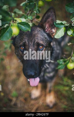 German Shepherd Dog working line bred (Alsatian dog) Stock Photo
