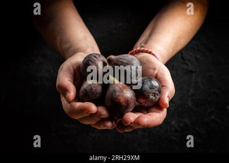 Hands holding a bunch of figs on dark background with dim light Stock Photo