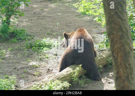 large eurasian bear rubbing on fallen tree limb Stock Photo