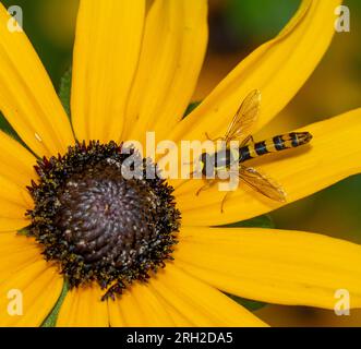 Long Hoverfly, Sphaerophoria scripta on Rudbeckia hirta petal, London UK Stock Photo