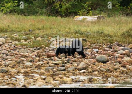 American Black Bear at the coast of Clayaquot Sound at the west coast of Vancouver Island of Canada. Stock Photo