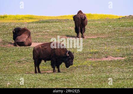 Plains bison (bison bison) in the South Unit of Theodore Roosevelt National Park outside Medora, North Dakota Stock Photo