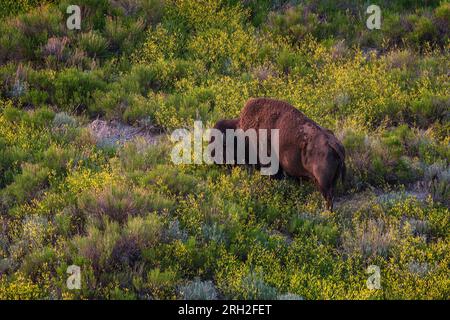 Male plains bison (bison bison) grazing amidst the colorful grasslands beneath Painted Canyon Overlook in Theodore Roosevelt National Park Stock Photo