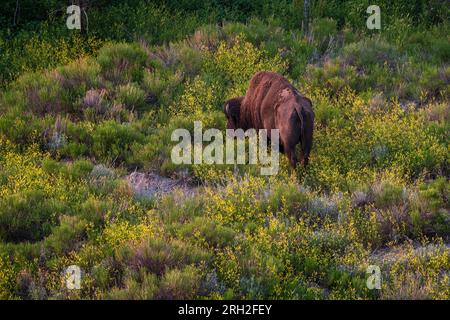 Male plains bison (bison bison) grazing amidst the colorful grasslands beneath Painted Canyon Overlook in Theodore Roosevelt National Park Stock Photo