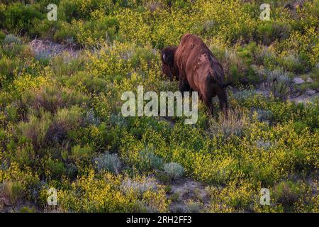 Male plains bison (bison bison) grazing amidst the colorful grasslands beneath Painted Canyon Overlook in Theodore Roosevelt National Park Stock Photo