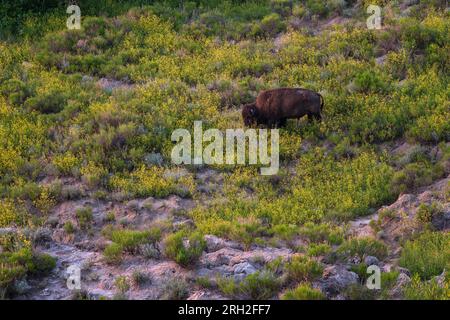 Male plains bison (bison bison) grazing amidst the colorful grasslands beneath Painted Canyon Overlook in Theodore Roosevelt National Park Stock Photo