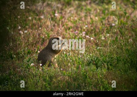 Black tailed prairie dog (Cynomys ludovicianus) nibbling grass on a summer day in the South Unit of Theodore Roosevelt National Park Stock Photo