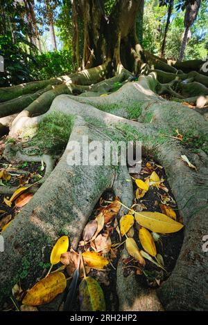 Ficus macrophylla trunk and roots close up Stock Photo