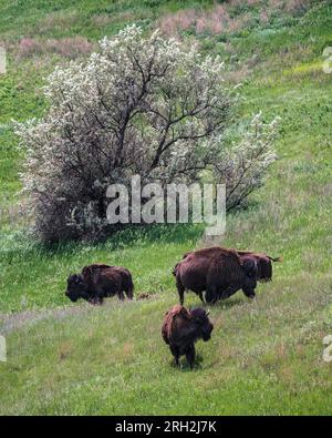 Plains bison (bison bison) at the Frontier Village  in Jamestown, North Dakota Stock Photo