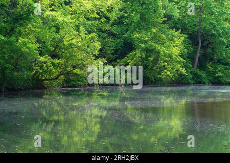 Summer foliage along the Patapsco River near Daniels Dam in Ellicott City, Maryland Stock Photo