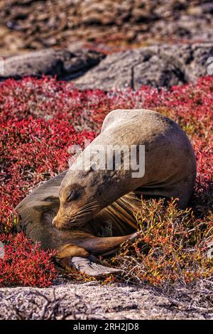 Galápagos sea lion (Zalophus wollebaeki) resting along the shore in the Galápagos Islands of Ecuador Stock Photo