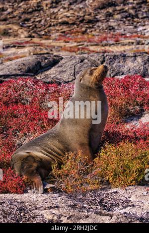 Galápagos sea lion (Zalophus wollebaeki) resting along the shore in the Galápagos Islands of Ecuador Stock Photo