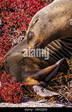 Galápagos sea lion (Zalophus wollebaeki) resting along the shore in the Galápagos Islands of Ecuador Stock Photo