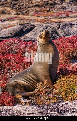 Galápagos sea lion (Zalophus wollebaeki) resting along the shore in the Galápagos Islands of Ecuador Stock Photo