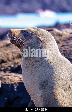 Galápagos sea lion (Zalophus wollebaeki) resting along the shore in the Galápagos Islands of Ecuador Stock Photo