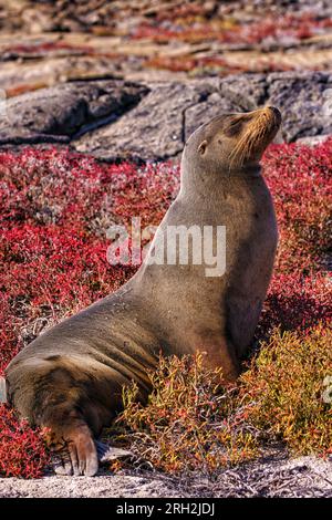 Galápagos sea lion (Zalophus wollebaeki) resting along the shore in the Galápagos Islands of Ecuador Stock Photo