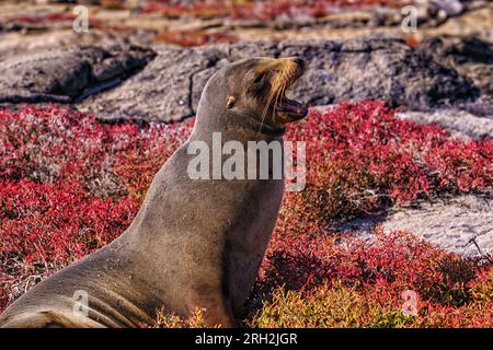 Galápagos sea lion (Zalophus wollebaeki) resting along the shore in the Galápagos Islands of Ecuador Stock Photo