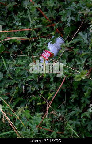 A Stella Artois drinks can embedded in a hedge row at the side of the road in Kettlestone, Fakenham, Norfolk.UK. Stock Photo