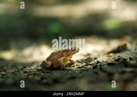 View of a single toad sitting on leaves, summer day in eastern Poland Stock Photo