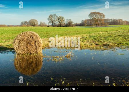 A bale of hay lies in water in a green meadow, rural landscape in eastern Poland Stock Photo