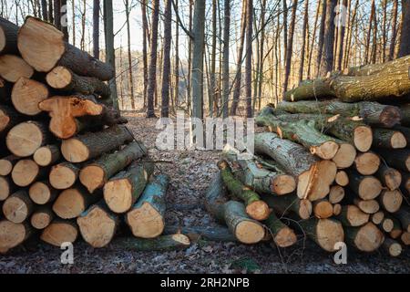 View of the forest behind piles of wood, spring landscape in eastern Poland Stock Photo