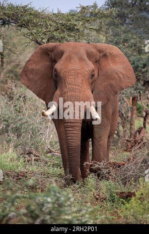 Close up of large African Elephant head on Loxodonta africana with large tusks and ears in portrait orientation Stock Photo