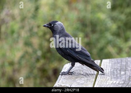 Eurasian Jackdaw Corvus monedula perching on an outdoor wooden picnic table in the hope of finding food or crumbs from visitors Stock Photo