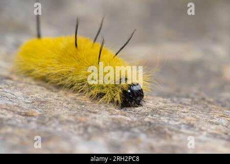 Acronicta americana, the American dagger moth Stock Photo