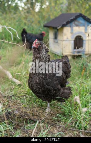 A chicken walking around free in grass on a late afternoon in Sweden Stock Photo