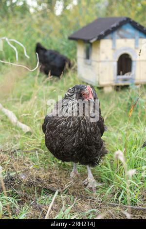 Chickens in a backyard on a late afternoon Stock Photo