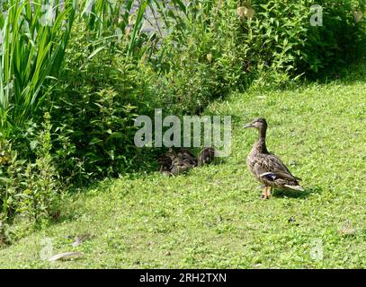 Duckling by a lake is watching over her chicks lying in the shade. Stock Photo