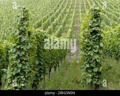 Vineyard with vines on the Moselle, view from the bottom up, Bernkastel-Kues. Stock Photo