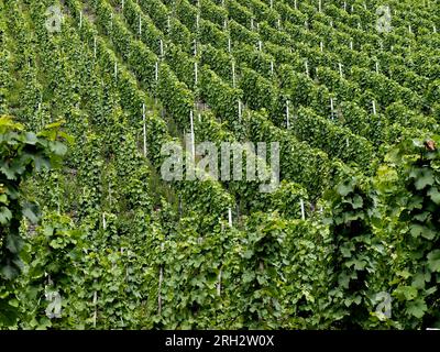 Vineyard with vines on the Moselle, view from the bottom up, Bernkastel-Kues. Stock Photo