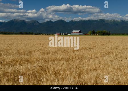 Ripe wheat, red barn and the Swan Range, Flathead County, Montana, USA Stock Photo