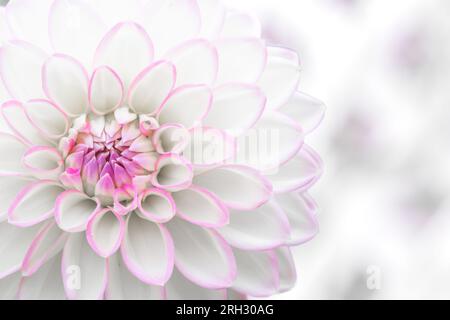 A full frame close up image of the flowering head and tightly packed petals of a pink and white dahlia flower with copy space Stock Photo