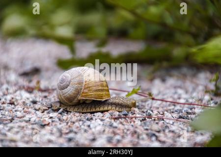 Close up of snail on ground Stock Photo