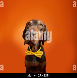 Portrait happy birthday, halloween or carnival puppy dog wearing a yellow bowtie. Isolated on orange background Stock Photo