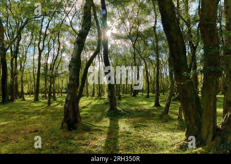 Sunlight filters through the branches of deciduous woodland creating long shadows on the forest floor on Stanton Moor in the Peak District, UK Stock Photo