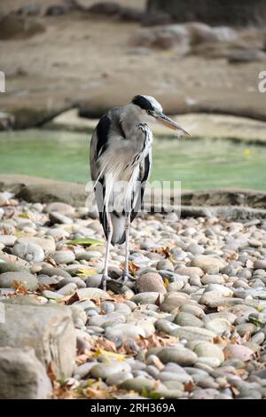 Grey heron standing on pebbles looking around Stock Photo