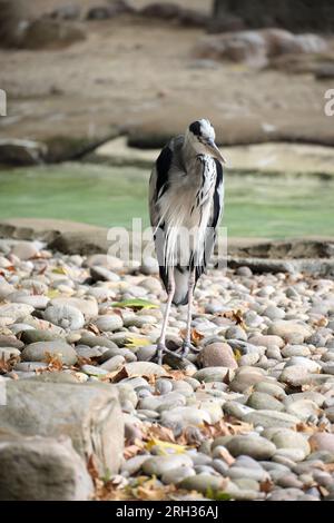 Grey heron standing on pebbles looking around Stock Photo