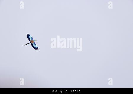 Abyssinian Roller, Coracias abyssinicus, Kartong, The Gambia, West ...