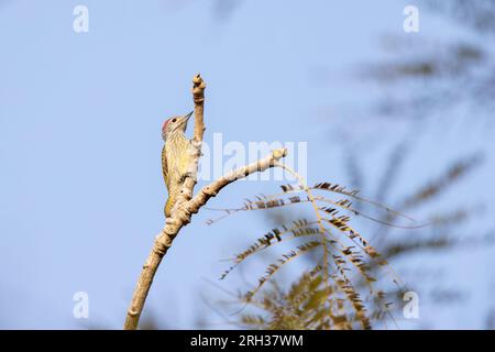 Cardinal woodpecker Dendropicos fuscescens, adult male perched in tree, Nambikala, The Gambia, February Stock Photo