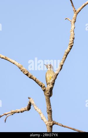 Cardinal woodpecker Dendropicos fuscescens, adult male perched in tree, Nambikala, The Gambia, February Stock Photo