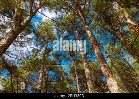 Pine trees from below. Carbon neutral concept photo. Pine tree forest view from inside. Stock Photo