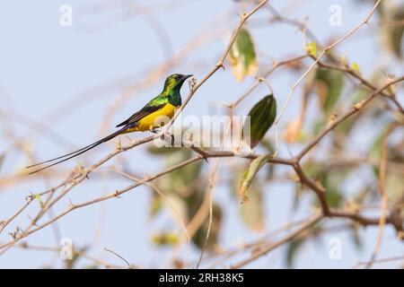 Pygmy sunbird Hedydipna platura, adult male perched in tree, Nambikala, The Gambia, February Stock Photo