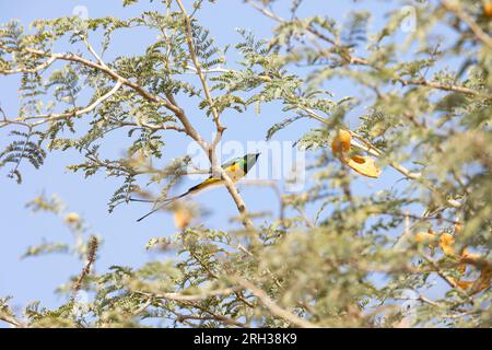 Pygmy sunbird Hedydipna platura, adult male perched in tree, Nambikala, The Gambia, February Stock Photo
