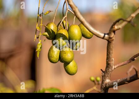 Mombins Tree Fruit of the Genus Spondias Stock Photo