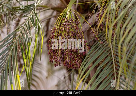 Pygmy Date Palm of the species Phoenix roebelenii Stock Photo