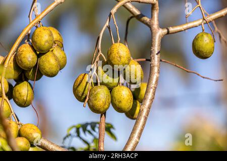 Mombins Tree Fruit of the Genus Spondias Stock Photo